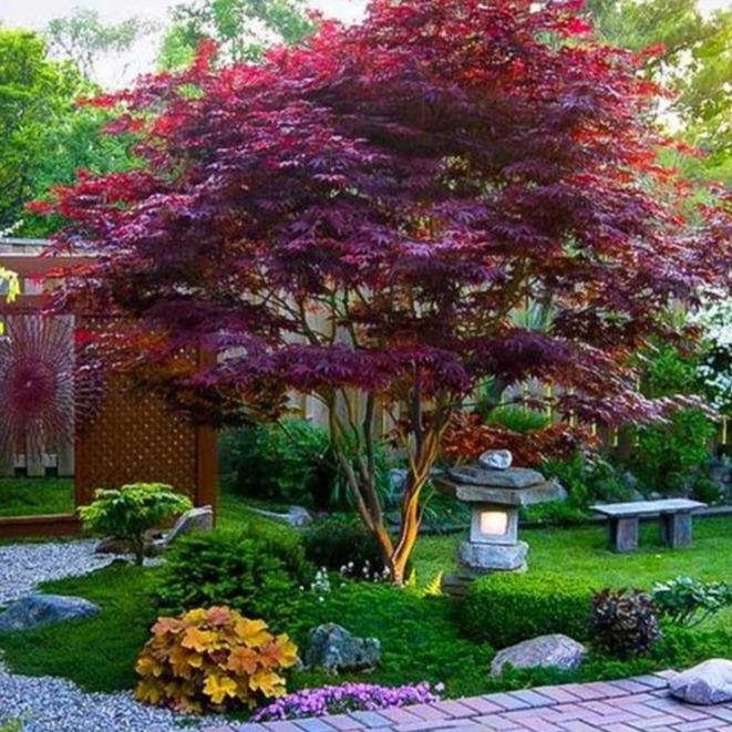 Acer palmatum 