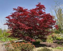 Load image into Gallery viewer, Acer palmatum &quot;Bloodgood&quot; Japanese Maple
