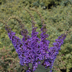 Buddleia Butterfly 'Blue Micro Chip'