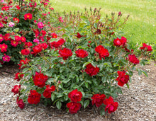 Load image into Gallery viewer, Rosa &#39;Brick House&#39; Rose Bush
