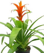 Load image into Gallery viewer, Bromeliad guzmania
