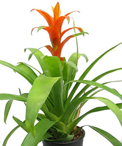 Bromeliad guzmania