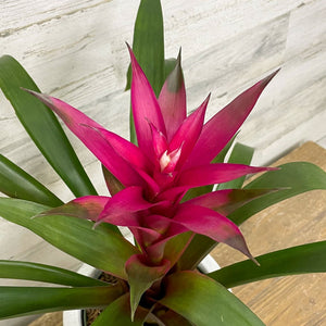 Bromeliad guzmania