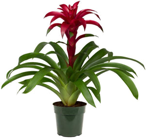 Bromeliad guzmania