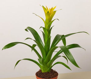 Bromeliad guzmania