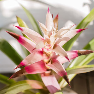 Bromeliad guzmania