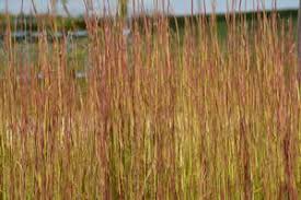Andropogon virginicus 'Broom Sedge'