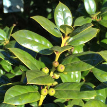 Load image into Gallery viewer, Ilex cornuta 'Burfordii Nana'
