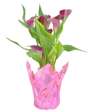 Load image into Gallery viewer, Calla Lily w/ Pot Cover
