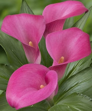 Load image into Gallery viewer, Calla Lily w/ Pot Cover
