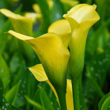 Load image into Gallery viewer, Calla Lily w/ Pot Cover
