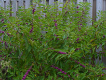 Load image into Gallery viewer, Callicarpa americana &#39;American Beautyberry&#39;
