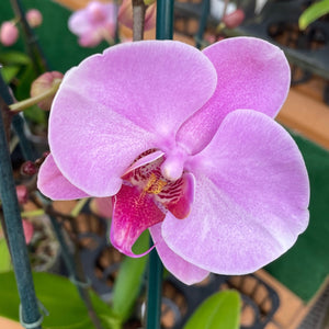 Orchid phalaenopsis