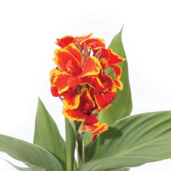 Canna cannova 'Red Golden Flame'