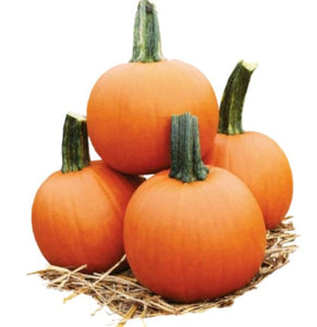 Cannonball Pumpkin