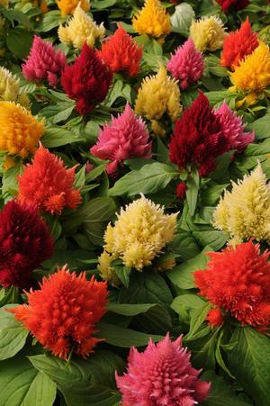 Celosia 