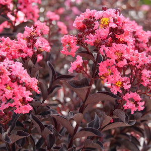 Lagerstroemia "Center Stage Coral" Crape Myrtle