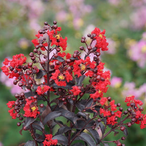 Lagerstroemia "Center Stage Red" Crape Myrtle