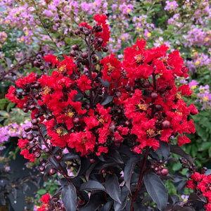 Lagerstroemia "Center Stage Red" Crape Myrtle