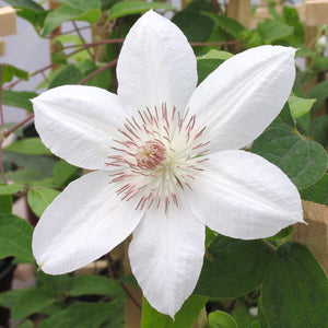 Clematis "Henryi"