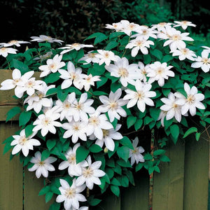 Clematis "Henryi"