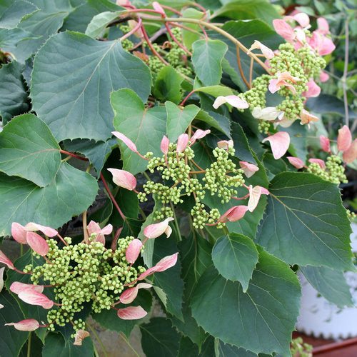 Climbing Hydrangea 