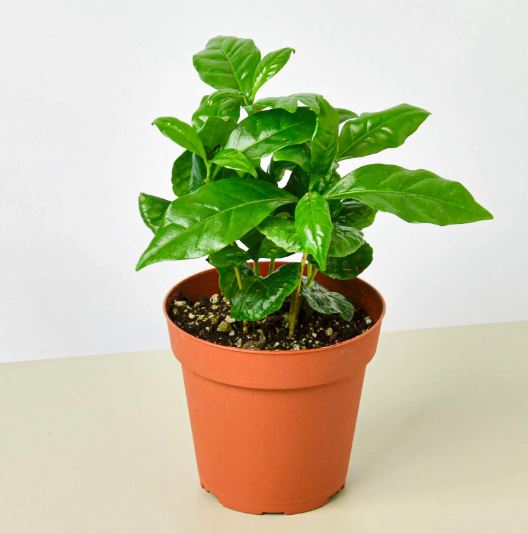Coffee arabica Plant
