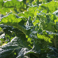 Load image into Gallery viewer, Collards &quot;Georgia&quot;

