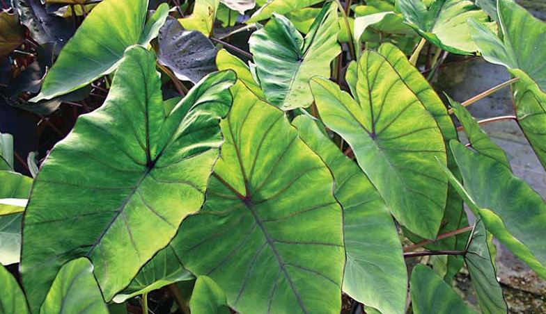 Colocasia esculenta 'Blue Hawaii' Elephant Ear