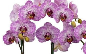 Orchid phalaenopsis