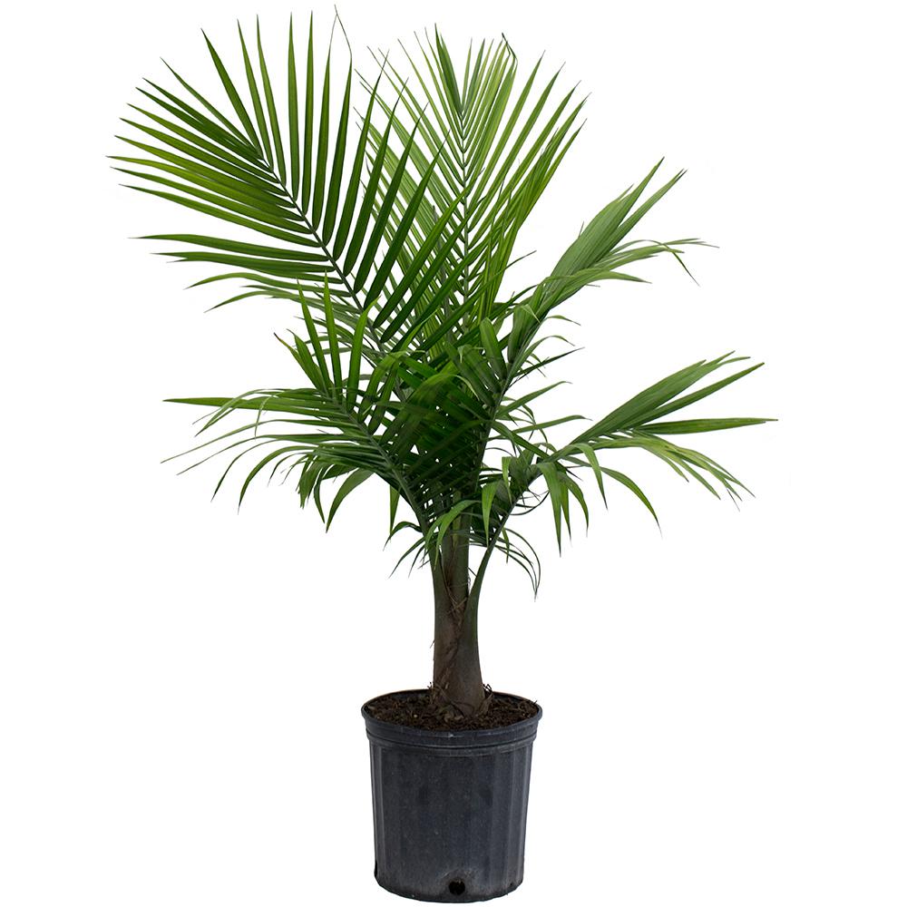 palm tree house plants Palm 'Majesty' – Denchfield Nursery, Inc