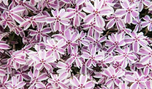 Creeping Phlox subulata 'Candy Stripes'