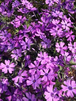Creeping Phlox subulata 'Purple Beauty'