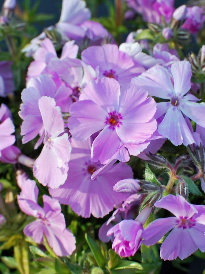 Creeping Phlox subulata 'Trot Pink'