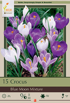 Crocus 'Blue Moon Mixture' Bulbs (15)