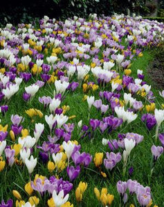 Crocus 'Large Flowering Mixture' Bulbs (15)