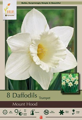 Narcissus 'Mount Hood' Bulbs