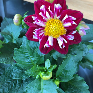 Dahlia "Fun Rose Flame"