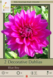 Dahlia 'Decorative Blue Boy' Bulbs (2)