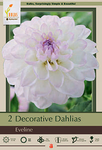 Dahlia 'Decorative Eveline' Bulbs (2)