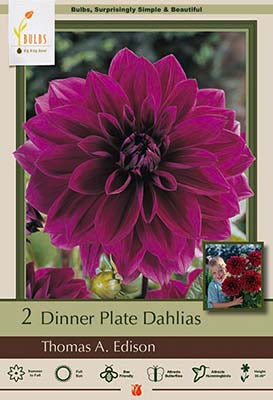 Dahlia 'Dinner Plate Thomas A. Edison' Bulbs (2)