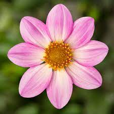 Dahlia "Fun Pink Flame"