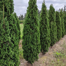 Load image into Gallery viewer, Thuja &#39;Degroot&#39;s Spire&#39; Arborvitae
