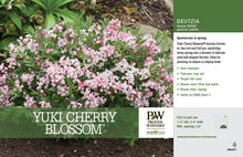 Load image into Gallery viewer, Deutzia Yuki Cherry Blossom
