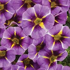 Calibrachoa 'Super Bells Evening Star'