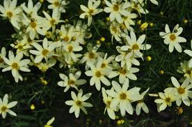 Coreopsis verticillata ‘Moonbeam’