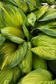 Hosta "Stained Glass"