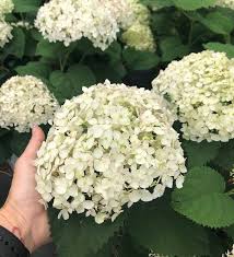 Hydrangea arborescens "Wee White"