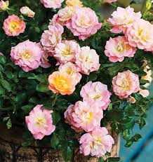 Rosa 'Peach Drift' Rose Bush