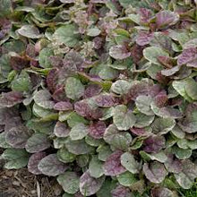 Load image into Gallery viewer, Ajuga reptans &#39;Burgundy Glow&#39;
